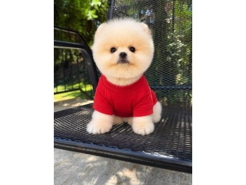 Orjinal pomeranian boo
