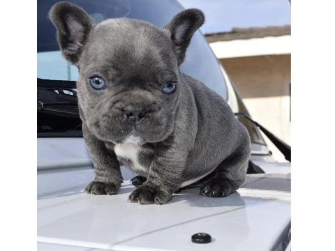 Irk ve sağlık garantili french bulldog bebekler