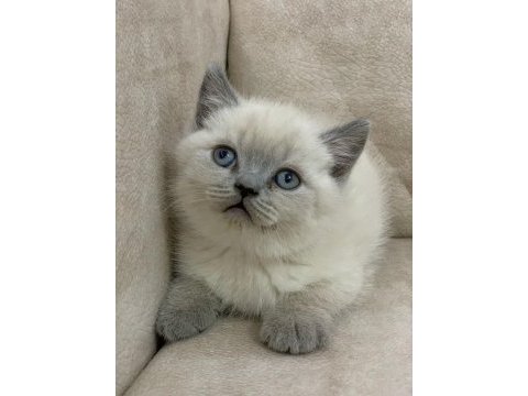 Safkan ayı surat british shorthair erkek
