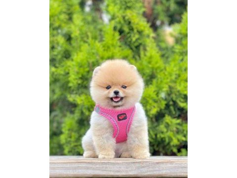 Safkan pomeranian boo bebekler