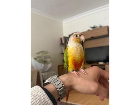 Full evcil konur papağanı 81 ile gönderim var