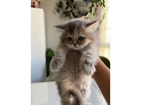 Son bir minik british longhair sizi bekliyor