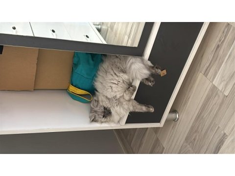Kedimizin 4 kardeşi var