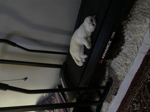 Oyuncul akıllı ve uslu scottish fold