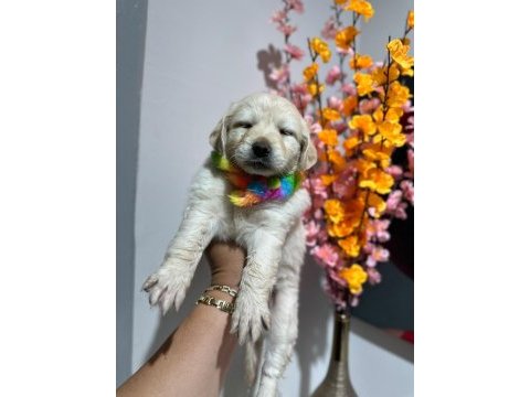 A kalite golden retriever yavrular