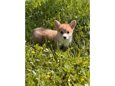 Welsh corgi pembroke erkek 3 aylık