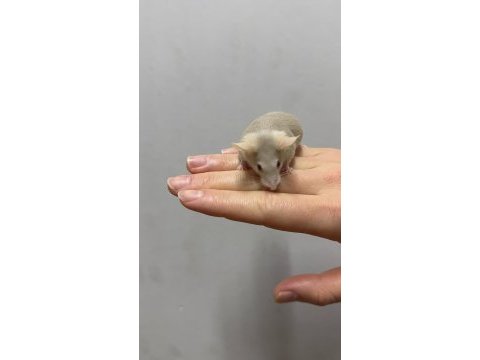 Lab - rat - dumbo rat - panda mice adrese teslim mevcut