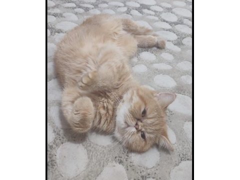 9 aylık dişi exotic shorthair