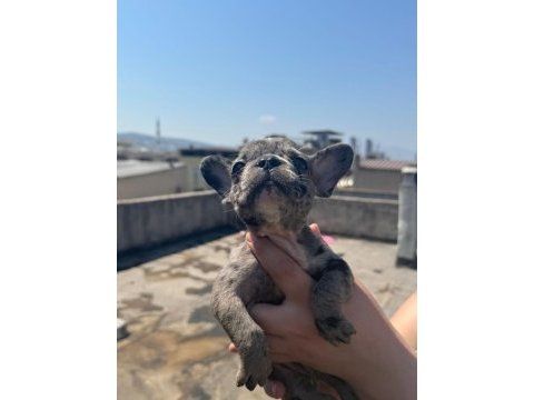 French bulldog bebekler