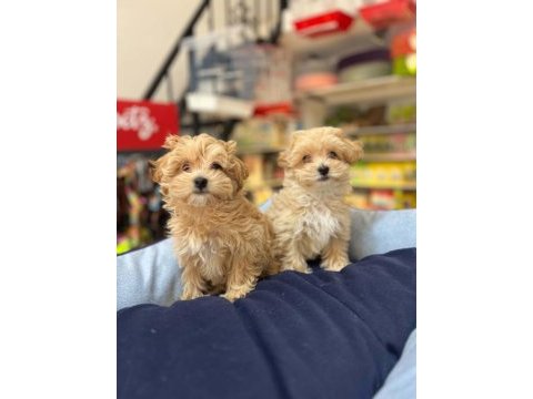 Tüy dökmeyen hi̇poalerjeni̇k safkan teacup malti̇poo