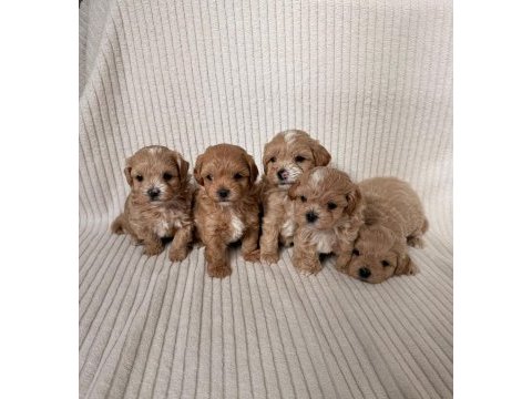 Teacup boy ev doğumlu maltipoo bebekler