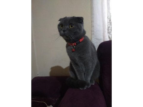 Eğitimli scottish fold kedisi