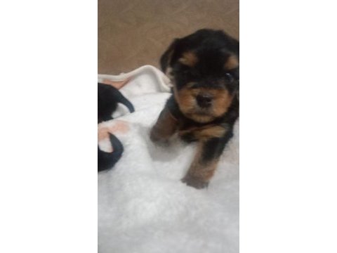 Terrier yorkshire terrier safkan (1,5 aylık)