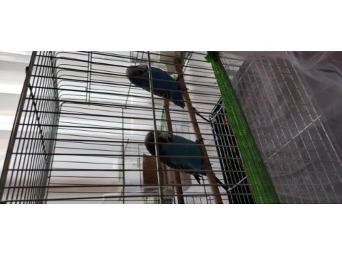 Çift jumbo muhabbet kuşu satılık veya takas