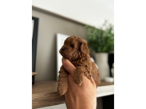 Efsane poodle yavrularımız hazır