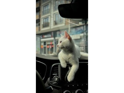 Sürekli seyahat halindeyim kedime vakit ayıramıyorum