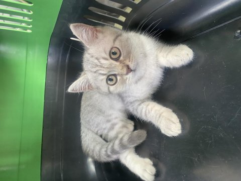 Tuvalet eğitimi olan 3 aylık british shorthair