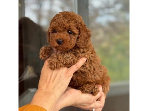 Toy poodle bebeklerimiz