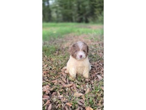 Trde nadir irklardan mini ausieedoodle yavrumuz