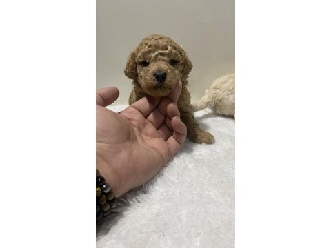 Apricot renk dişi erkek tam toy poodle yavrular