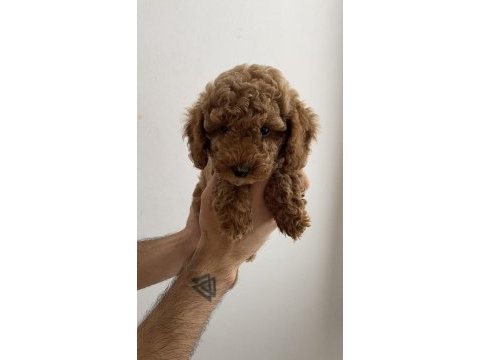 Tuvalet eğitimli toy poodle yavrularım - her renkten