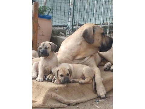 A kaliteli presa canario yavrular