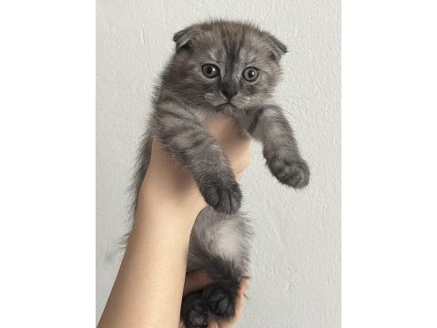 Yavru scottish fold kedimiz için ulaşın