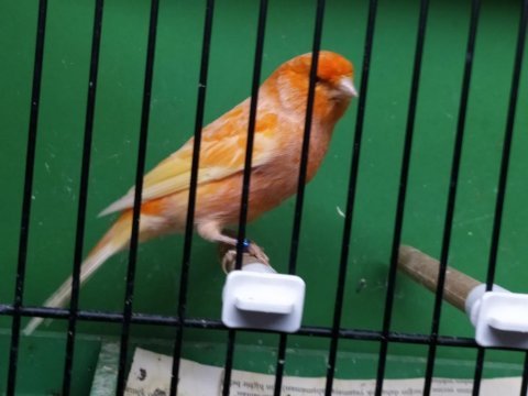 Kırmızı lipogrom erkek kanarya pırıl pırıl bir kuş