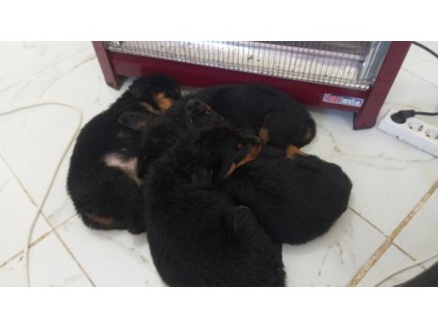 Disi erkek rottweiler
