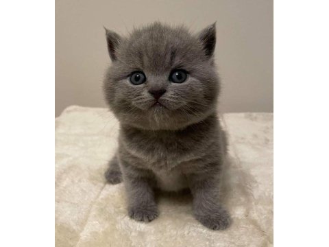 Top kafa a kalite british shorthair bebekler