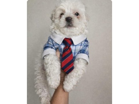 Maltese mini puppy