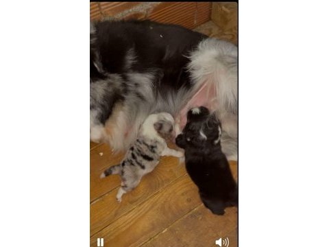 Baby face border collie bebekler