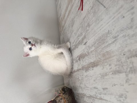 Safkan british shorthair
