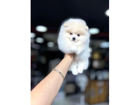 Pomeranian boo yavrumuz