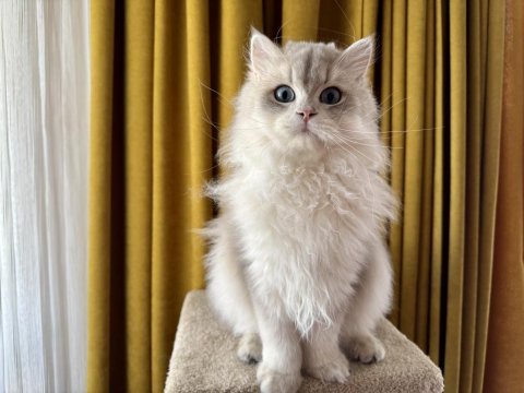Gri british longhair paşa