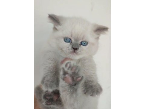 Blue point british shorthair