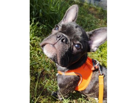 Erkek 2.5 french bulldog