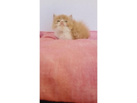 Turuncu egzotic tatlı kuzucuk exotic shorthair