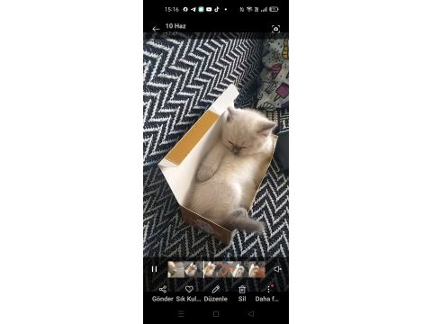 Ücretsiz british shorthair kedimiz
