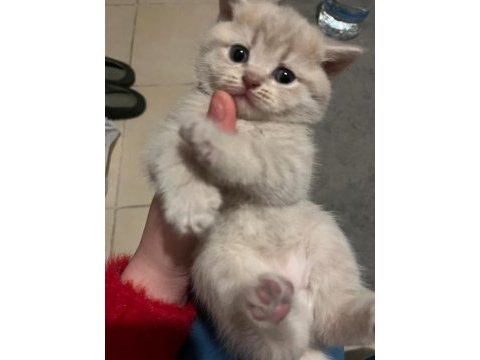 Yavru kedimiz yeni ailesini arıyor ücretsiz