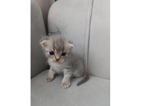Scottish fold kedisi