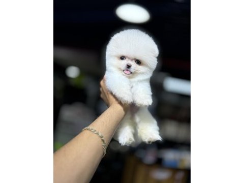 Irk garantili sözleşme ile teslim pomeranian