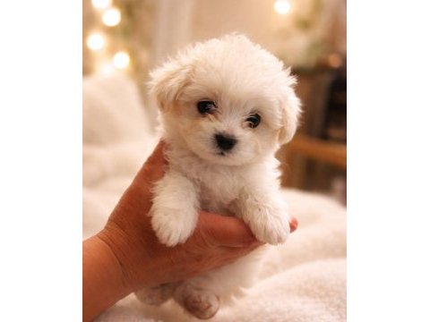 Erkek ve dişi maltipoo ve maltese sıfır boy bebekler