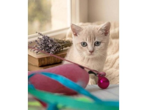 British shorthair lilac gold dişi yavru