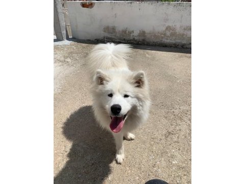 16 aylık dişi samoyed