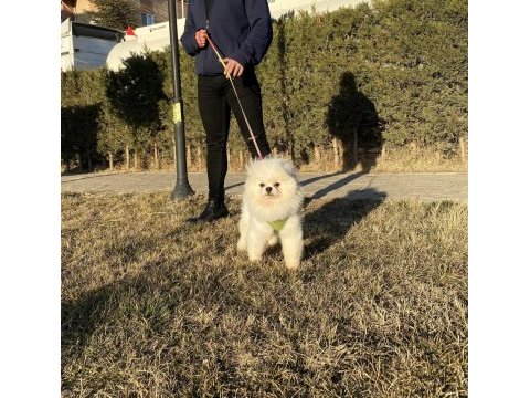 Pedıgree’li kar beyaz genç yetişkin boo