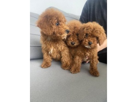 Red toy poodle sahiplendirme