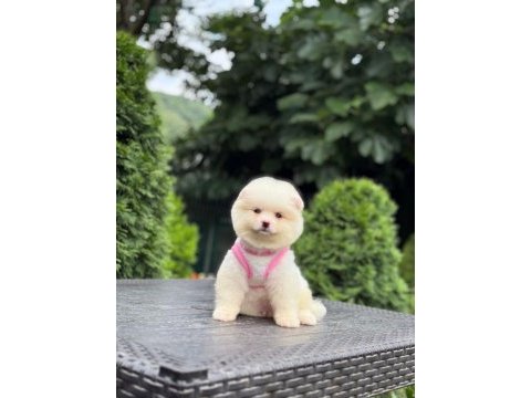 Sevimli pomeranian boo köpekler