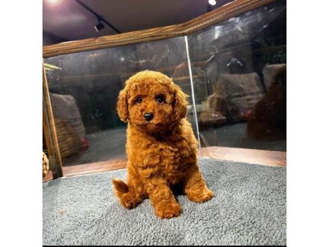Red brown poodle yavrularim ev üretimi
