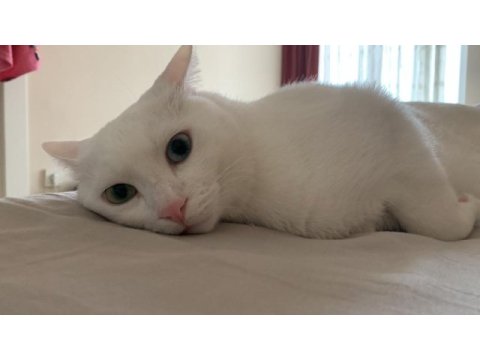 Oğlumuz pars’a yeni bir yuva arıyoruz kedimize
